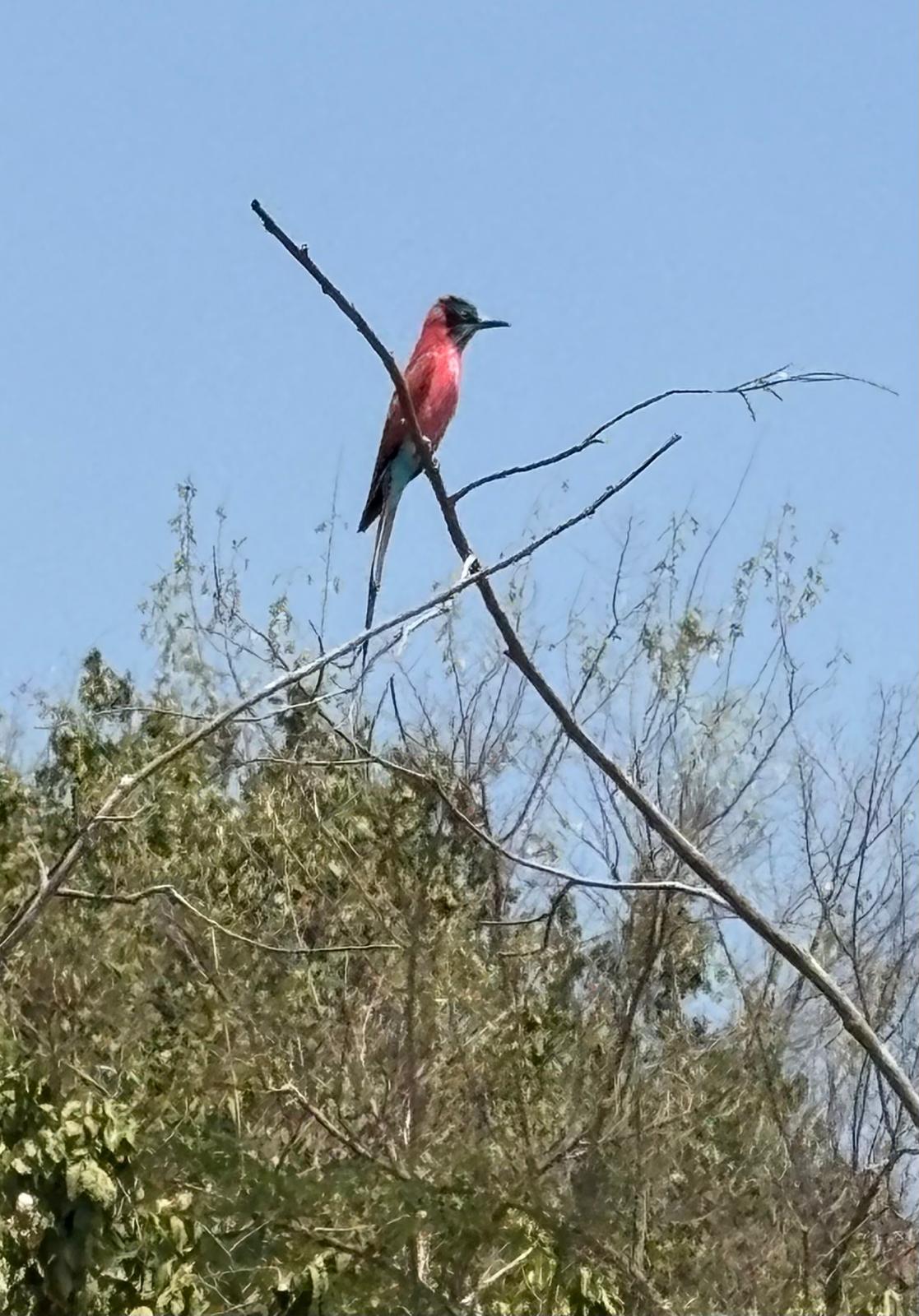 Bird watching safari