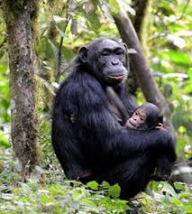 Chimpanzee portrait from our safari