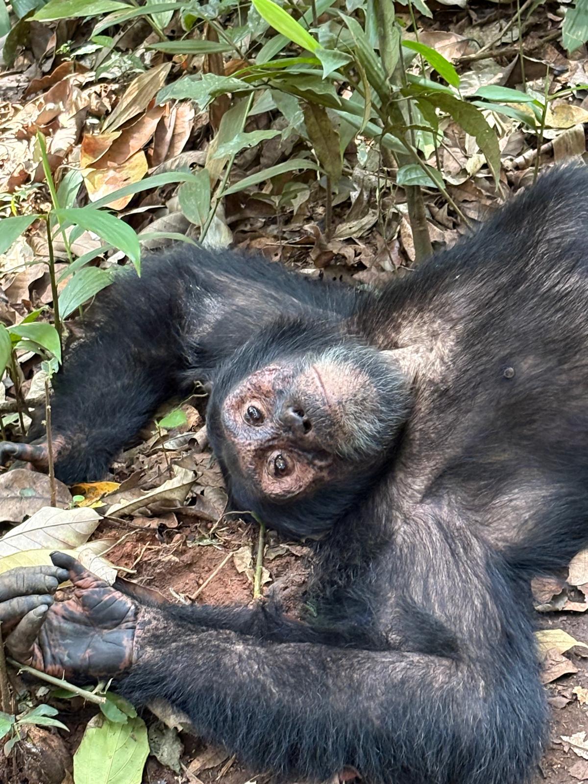 Mountain Gorilla in Bwindi Forest