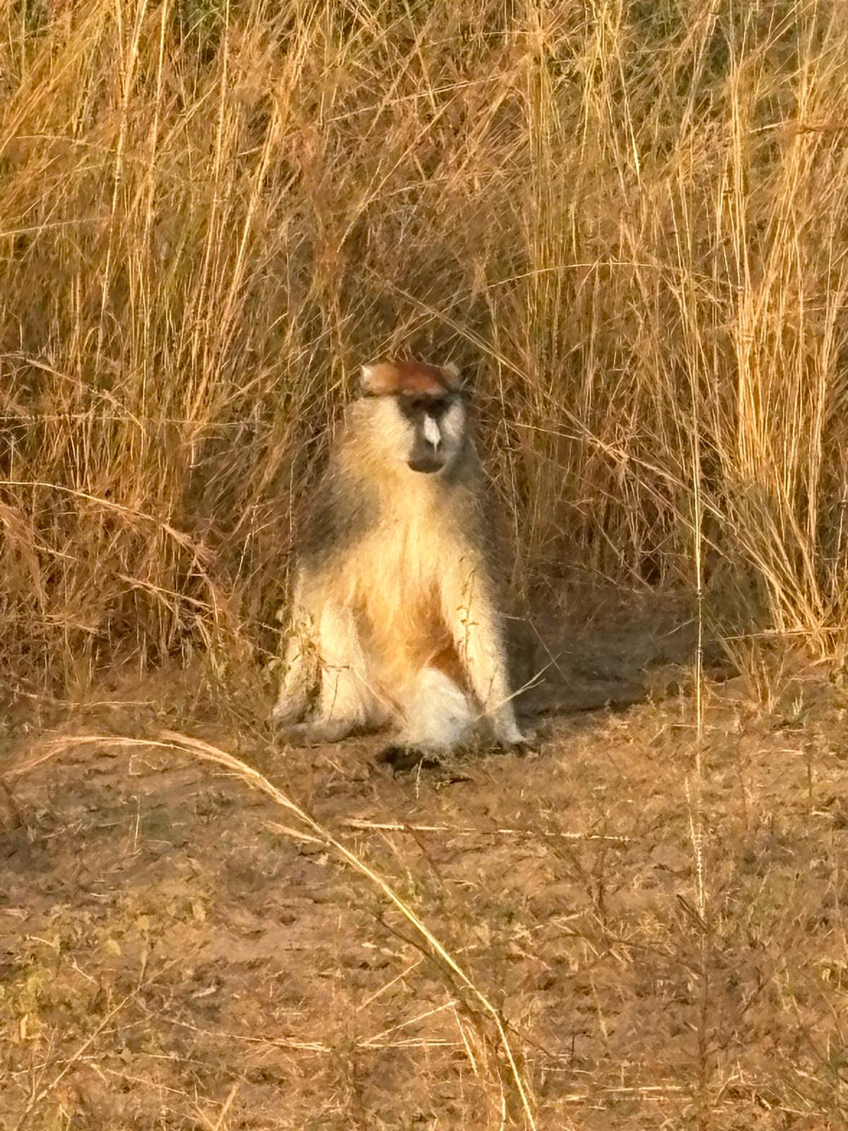 Primate trekking guide with tourists